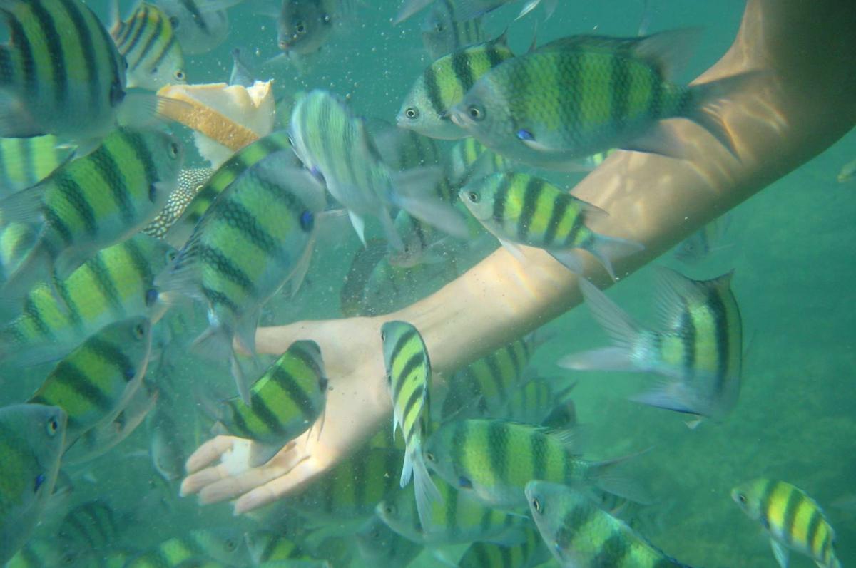 Schnorcheln Thailand