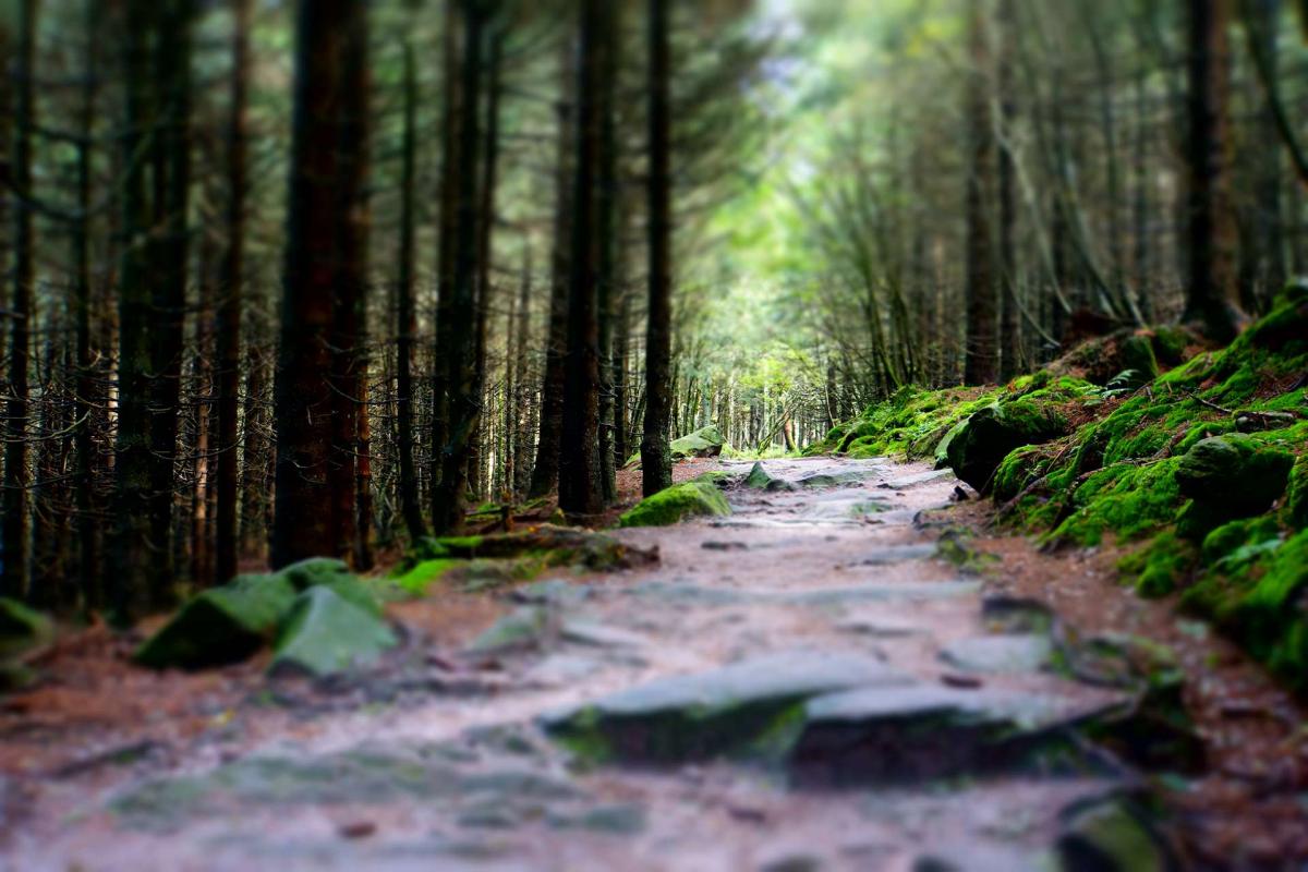 Schwarzwaldimpression