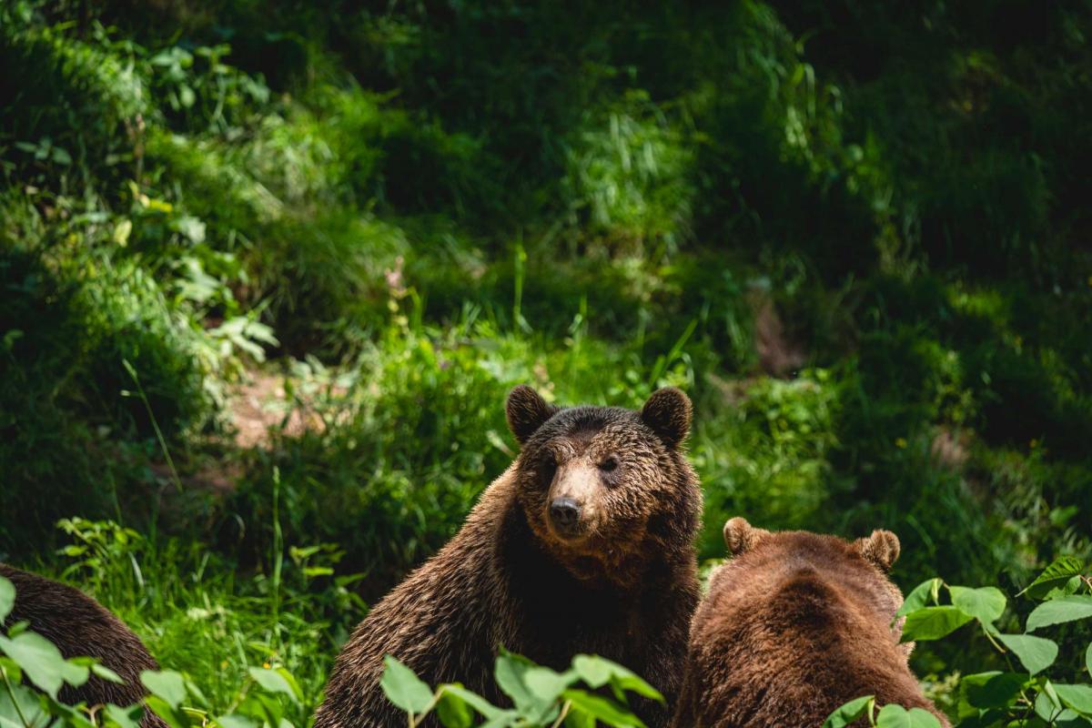 Neugieriger Braunbär unter Gefährten im Alternativer Bärenpark Schwarzwald